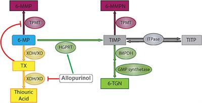 Use of Allopurinol to Mitigate 6-Mercaptopurine Associated Gastrointestinal Toxicity in Acute Lymphoblastic Leukemia
